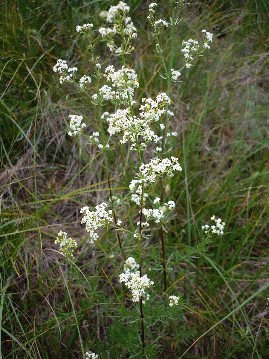Galium lucidum